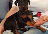 ÜST DÜZEY DOBERMAN YAVRULARI